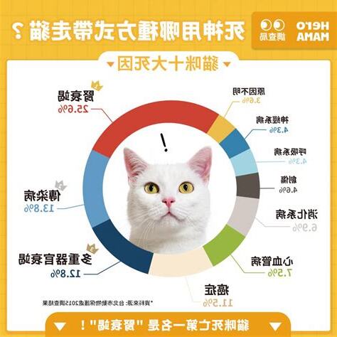 貓咪死亡處理