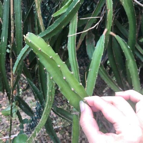 火龍果刺