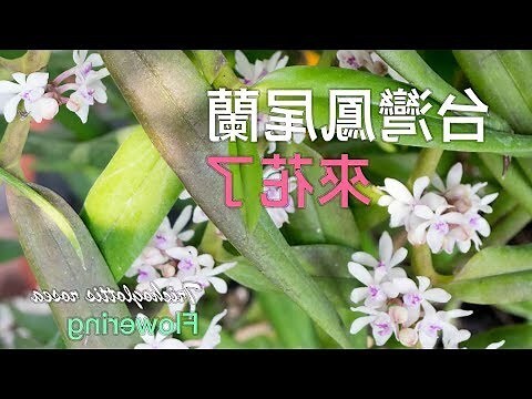 迷你蘭花照顧