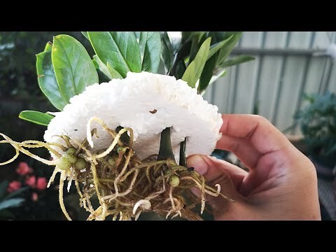 搖錢樹植物