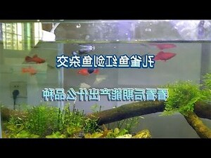 紅劍魚混養
