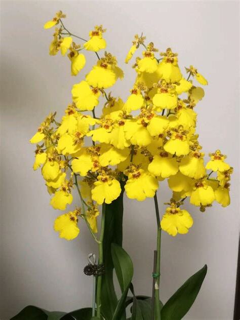 文心兰