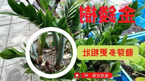 金錢樹修剪