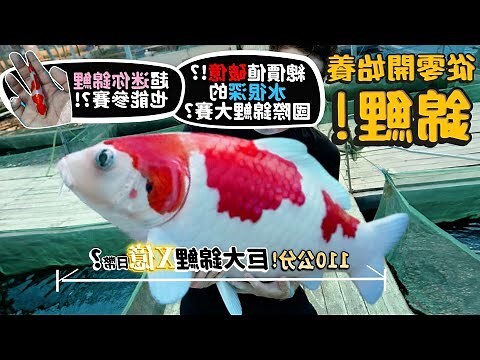 龍錦鯉