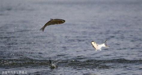 夢見魚跳出水面