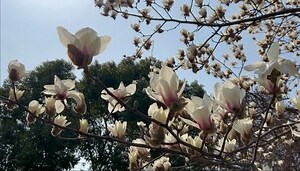 玉兰树风水