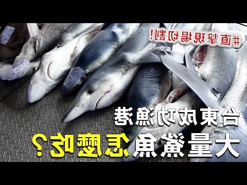 台灣可以養鯊魚嗎