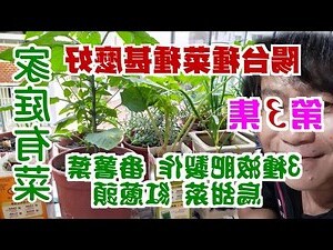 陽台種水果