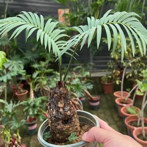 鐵樹種子