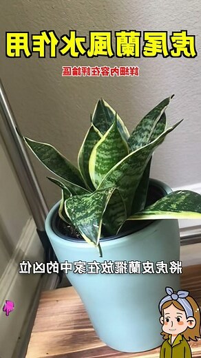 虎尾蘭風水