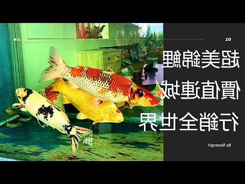 錦鯉會吃小魚嗎