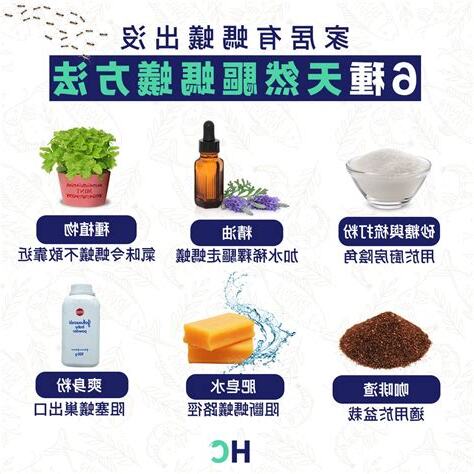 家裡好多螞蟻