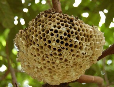 家有蜜蜂窩