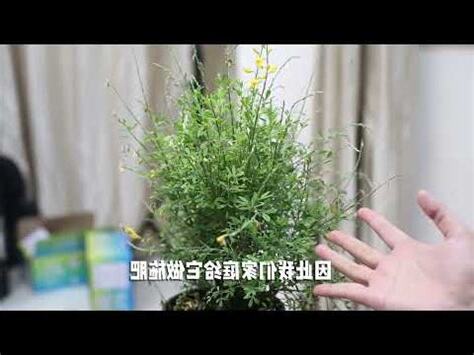 金雀花種植