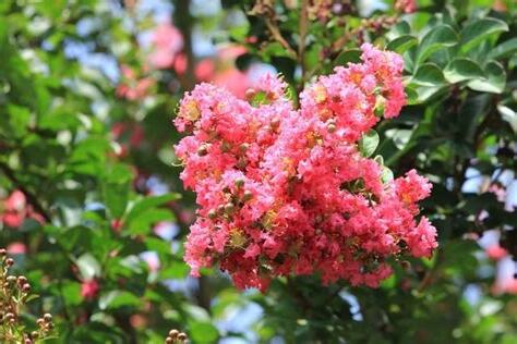 門前種什麼花好