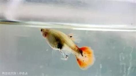 垃圾魚會吃孔雀魚嗎