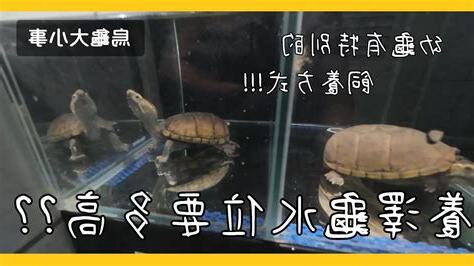 深水烏龜