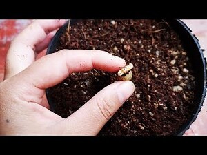 君子蘭種子種植