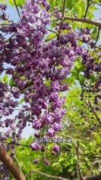 繍球花花語