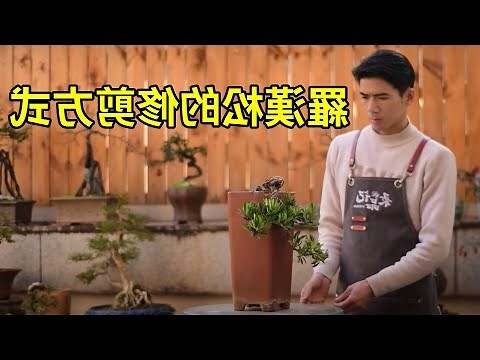 羅漢松擋煞