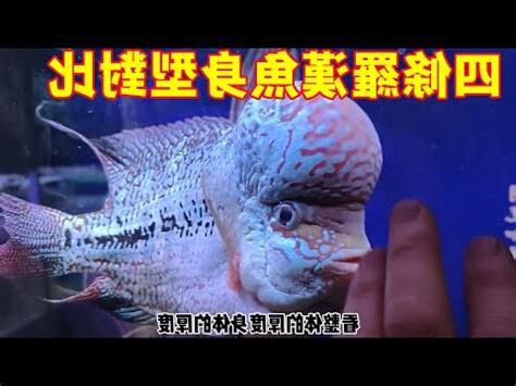 很貴羅漢魚價格