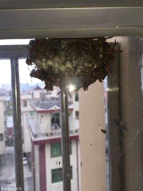 家中有蜂窩