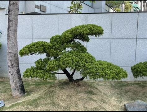 針柏樹風水