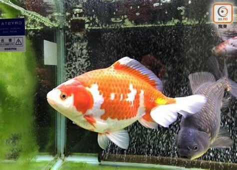 養魚數目