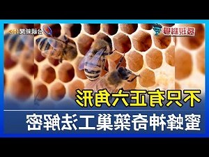 家中蜜蜂築巢
