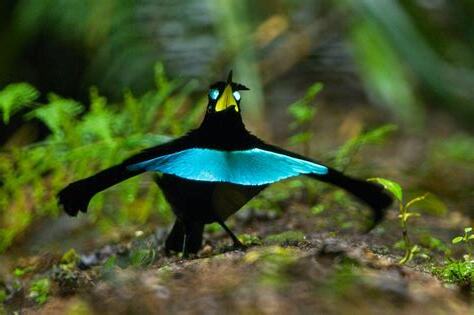 天堂鳥鳥類