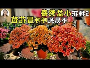 小盆栽植物種類