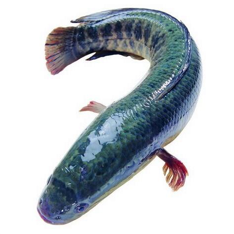 財魚