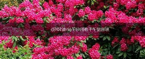 形容屋子