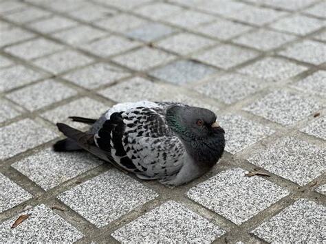 鴿子死在陽台