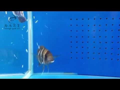 皇冠六間