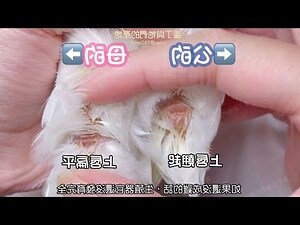 公雞求偶