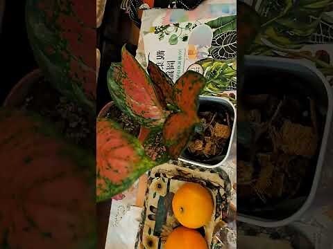 亞曼尼粗肋草照顧