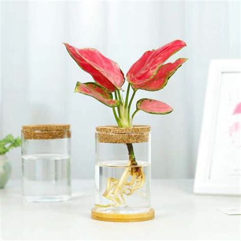 植物如意