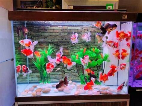 金魚要養幾隻