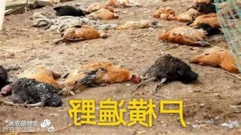 動物死了如何處理