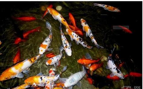 夢見大魚