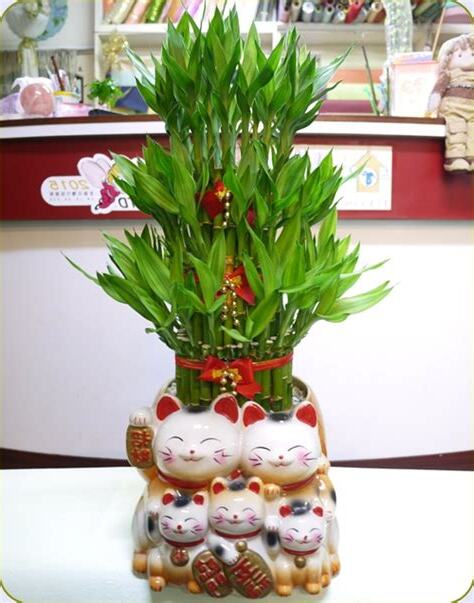 招財竹
