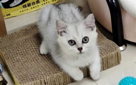 猫进屋子代表什么