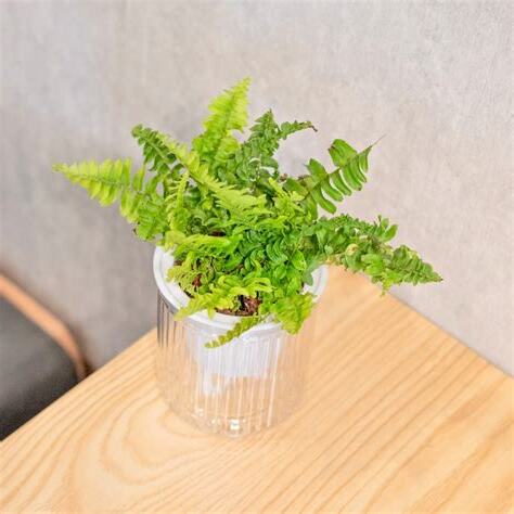 波士頓腎蕨室內