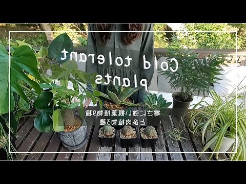 耐強風植物