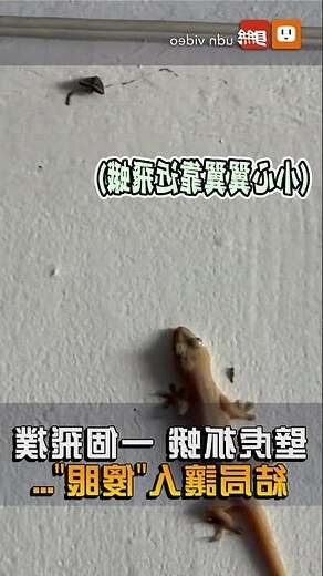 蛾飛進家裏