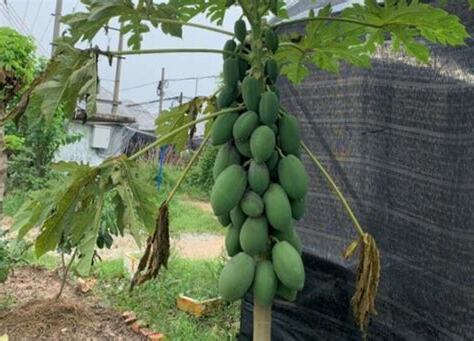 木瓜樹風水