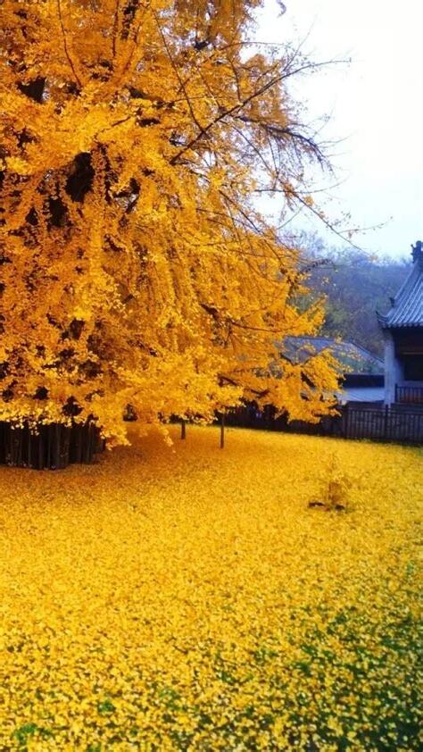 秋天代表物
