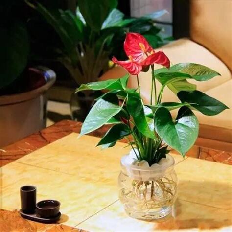 星光燦爛植物風水