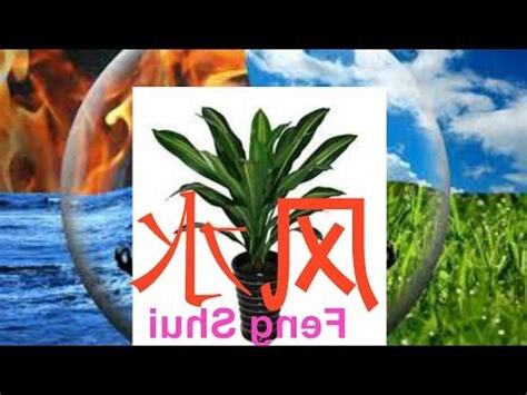 家居風水鐵樹風水